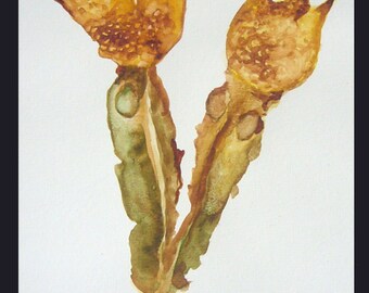 Double Lovely Seaweed, Original watercolor on paper, Framed