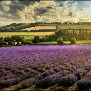 Stroll Through Lavender Fields, Seed Beads, bead mix, Size 6, Purple color image 5