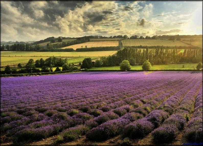 Stroll Through Lavender Fields, Seed Beads, bead mix, Size 6, Purple color image 5