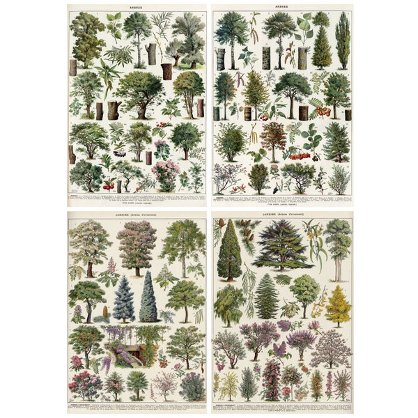 Trees and Ornamental Trees from the 1932 Larousse Encyclopedy, Digital Images, Instant Download