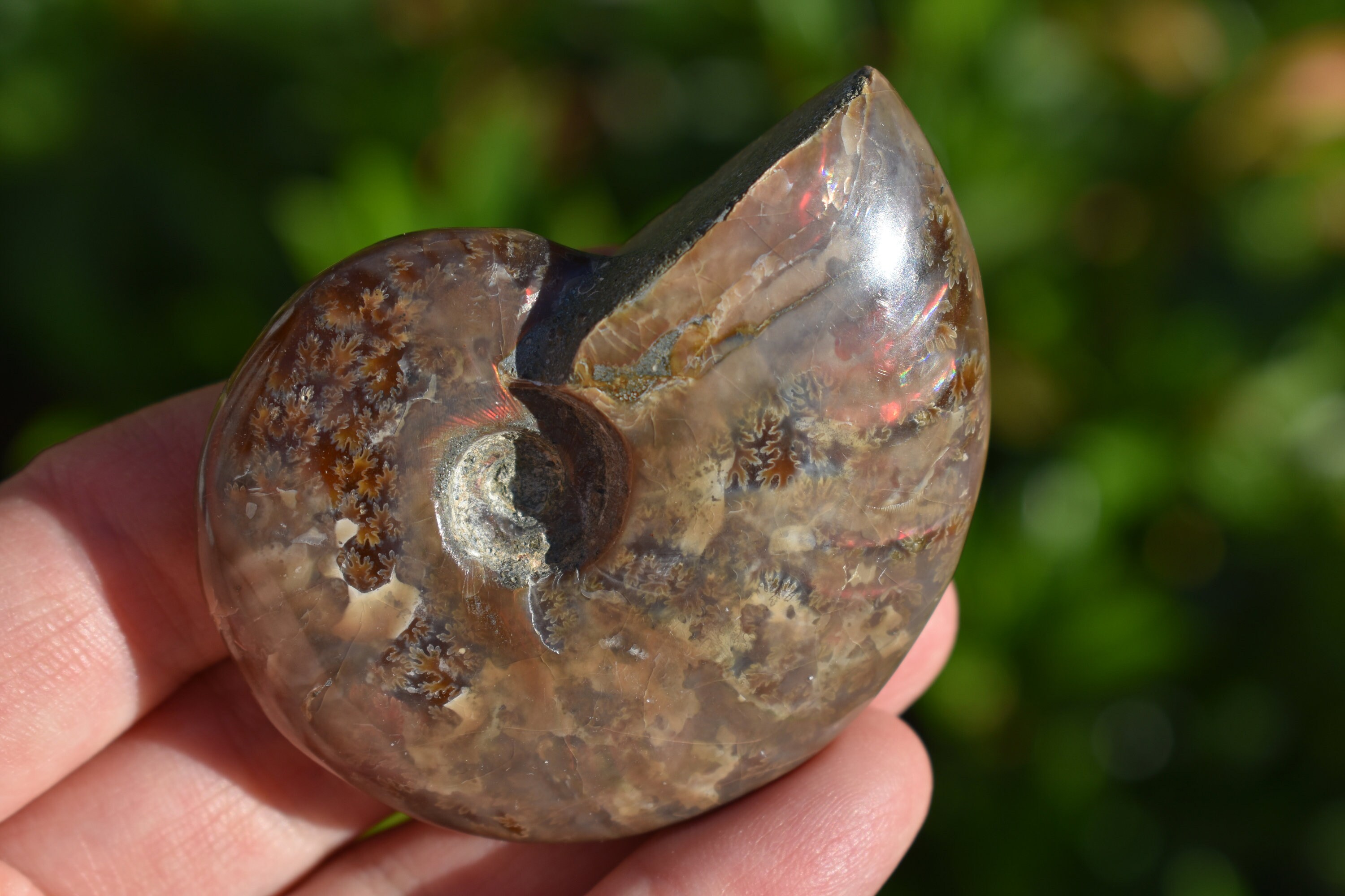 Ammonite Fossil Opalized Whole Ammonite Fossil Tulear | Etsy