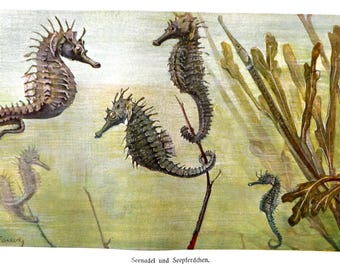 Brehms Tierleben fish, fisch, 1914, Sea Horses, Veil Tail Betta, Red Fighting Fish, Antique Framed Lithographs - choose one or all four!