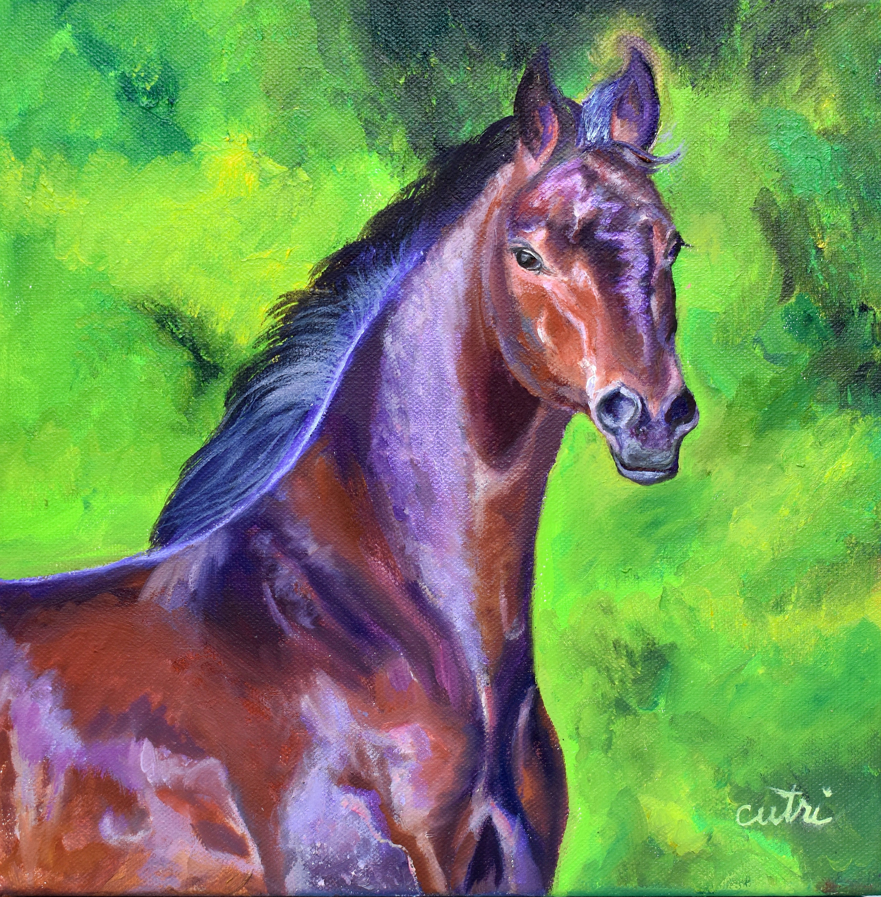 Dark Red Bay Horse