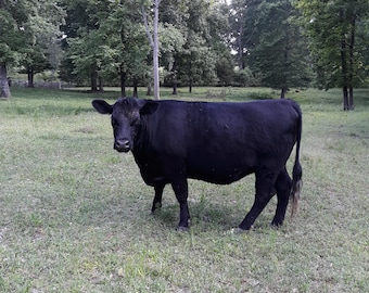 20 Lbs. of Fresh Moist Cow Manure