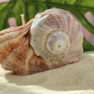 Natural Seashell Soy Candle | Eco-Friendly Handmade Candle | Coastal Home Decor | Gift from the Sea