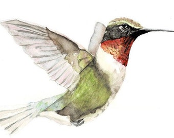 Hummingbird watercolor- Ruby Throated hummingbird- FINE ART PRINT from original Watercolor, certificate of authenticity