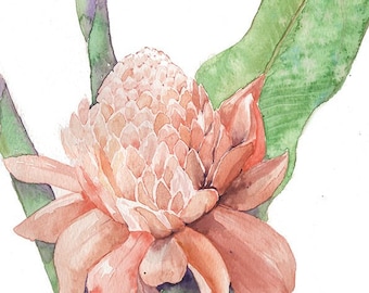 Torch ginger, Etlingeria eliator, tropical flower- botanical FINE ART PRINT from original Watercolor, certificate of authenticity