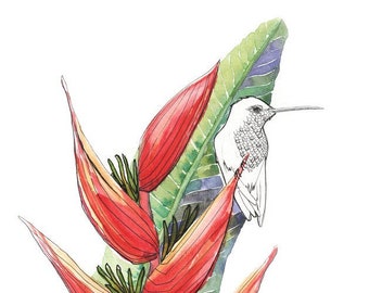Hummingbird on Heliconia- FINE ART PRINT from original Watercolor, certificate of authenticity