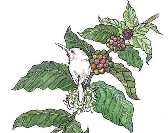 San Pedrito on Coffee Branch- FINE ART PRINT from original Watercolor and ink illustration, certificate of authenticity