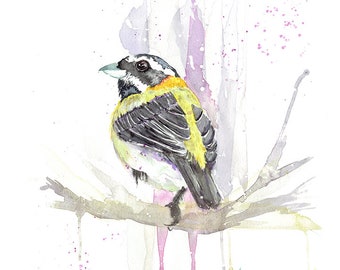 Reina Mora, Spindalis portoricensis- FINE ART PRINT from original Watercolor