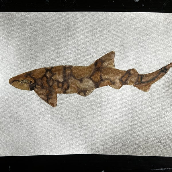 Chain Catshark (Scyliorhinus retifer) original watercolor painting