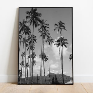 May include: Black and white photograph of palm trees against a cloudy sky. The trees are tall and slender, with lush fronds. A mountain range is visible in the distance.
