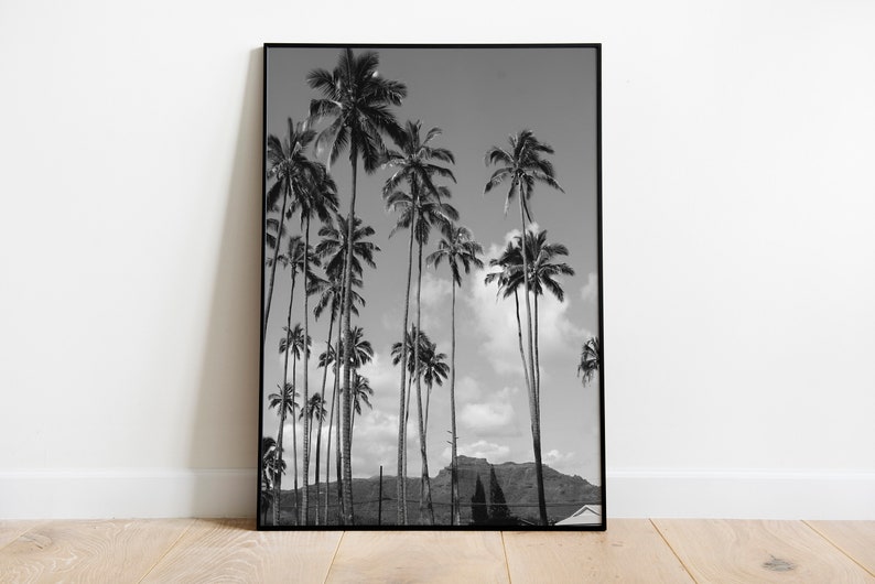 May include: Black and white photograph of palm trees against a cloudy sky. The trees are tall and slender, with lush fronds. A mountain range is visible in the distance.
