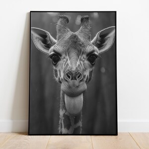 May include: A black and white photograph of a giraffe's head and neck. The giraffe is looking directly at the camera with its tongue sticking out.