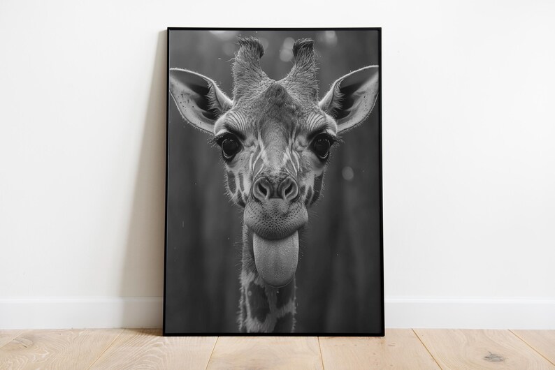 May include: A black and white photograph of a giraffe's head and neck. The giraffe is looking directly at the camera with its tongue sticking out.