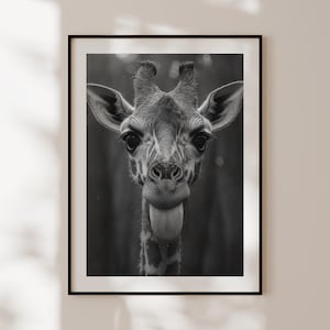 May include: A black and white photograph of a giraffe sticking its tongue out. The giraffe is looking directly at the camera.