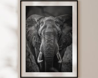 May include: A black and white photograph of an elephant's face. The elephant is looking directly at the camera with its trunk lowered and its tusks visible. The elephant's skin is wrinkled and textured.