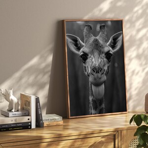 May include: Black and white photograph of a giraffe's head and neck. The giraffe is looking directly at the camera with its tongue sticking out. The background is blurred and out of focus.
