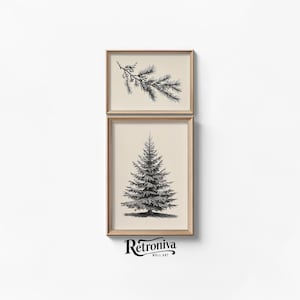 Vintage Evergreen Tree Winter Branch Sketch Drawing Gallery Set | Neutral Sketch Art Print Christmas Decor | Retroniva PRINTABLE Art SET-010