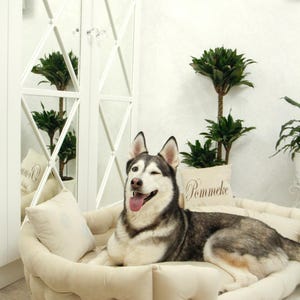 May include: A happy Siberian Husky dog winking while resting on a beige tufted dog bed with a matching pillow. The dog bed is in a bright room with a white cabinet and potted plants.
