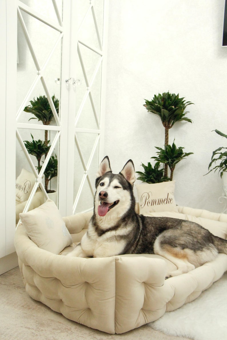 May include: A happy Siberian Husky dog winking while resting on a beige tufted dog bed with a matching pillow. The dog bed is in a bright room with a white cabinet and potted plants.