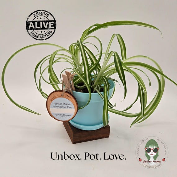 Spider Plant DIY Kit – Houseplant in a Box | 4" Pot | Gift for Plant Lovers