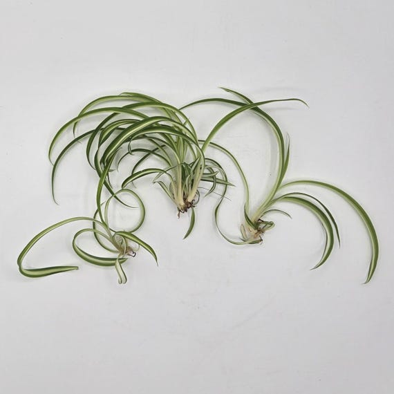 Spider Plant Cuttings - Ready to Root