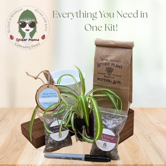 Spider Plant Adoption Kit - Everything Included!