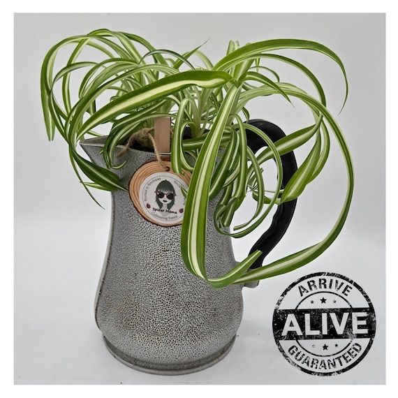 Upcycled Vintage Coffee Pot Planter Kit: Spider Plants, Handmade Tag