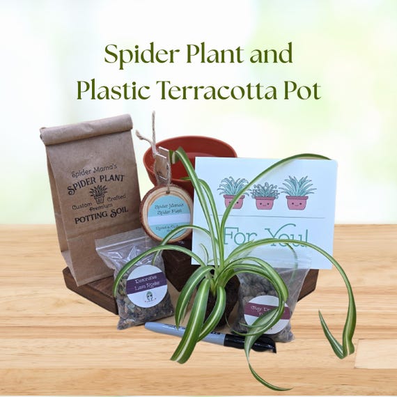 Spider Plant Gift Set - Live Plant Included!!