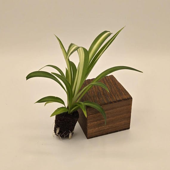 Hawaiian Spider Plant - Arrive Alive Guarantee!