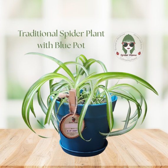 6" Spider Plant Kit - 4 Plants Included - Premium Kit