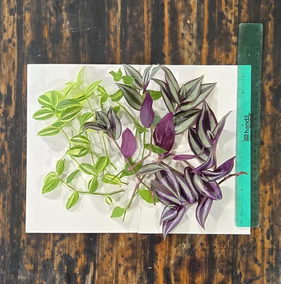 12 Tradescantia Cuttings - Arrive Alive Guarantee!