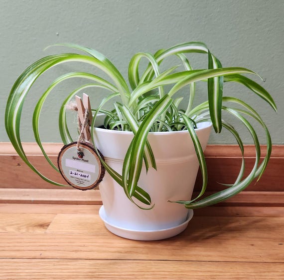 Spider Plant (Four Plant Kit) - Unbox. Pot. Love.