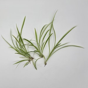 May include: Two small spider plants with long, slender green and white striped leaves are displayed against a white background. The plants have small root systems visible at the base of the leaves. The leaves are pointed and arch gracefully.