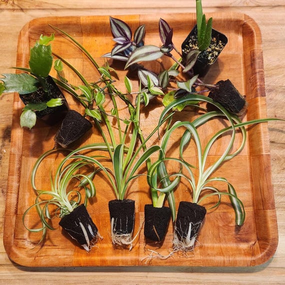 Crazy Plant Person Starter Kit - A box o' plants!