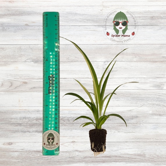 Hawaiian Spider Plant - Arrive Alive Guarantee!