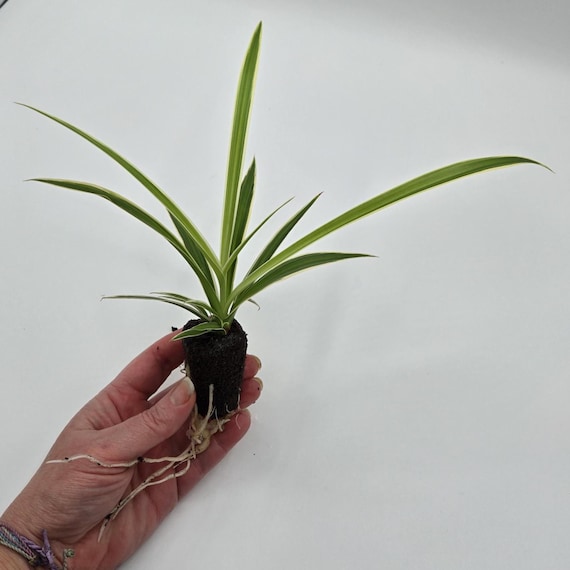Reverse Spider Plant: Unbox. Pot. Love.  - Easy | Pet Safe | Low Light