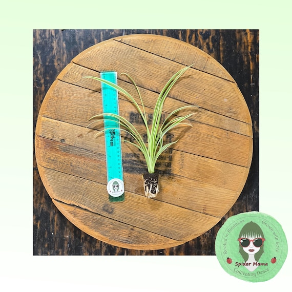 Reverse Spider Plant – Homegrown by Spider Mama
