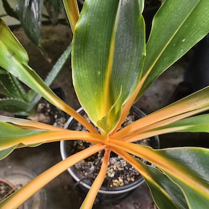 May include: A close-up view of a plant with long, green leaves with a yellow stripe down the center. The stems are a bright orange color, and the plant is potted in a black container. The plant is in a well-lit environment.