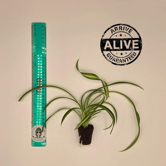 Spider Plant That Survives Shipping – Ships Alive, Easy Care, Loved by Plant Parents