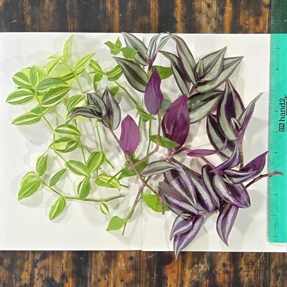 Tradescantia Cuttings – Zebrina & Pistachio