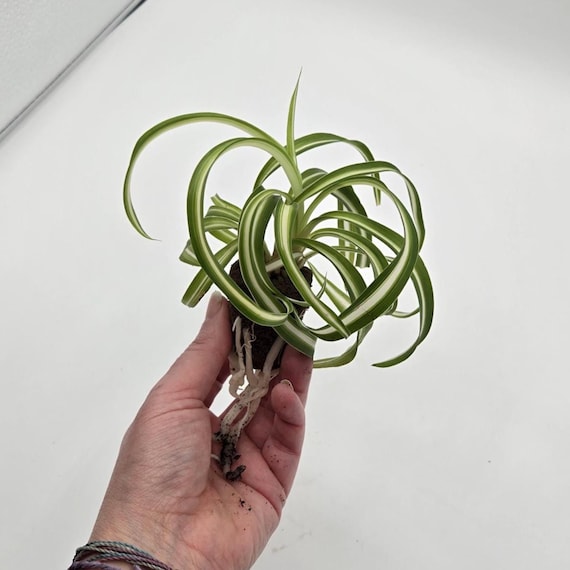 Spider Plant - Rooted and Ready to Grow.  Unbox. Pot. Love