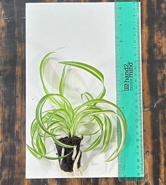 Bonnie Curly Spider Plant - Arrive Alive Guarantee!