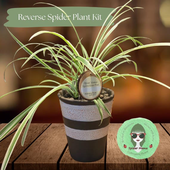 Reverse Spider Plant Kit - Shipping Included