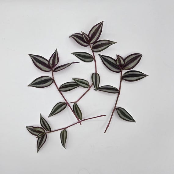 Zebrina Tradescantia Cuttings - Ready to Root