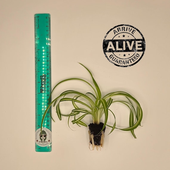 Curly Spider Plant – Live Rooted Indoor Houseplant | Easy Care | Pet Safe | Low Light Tolerant