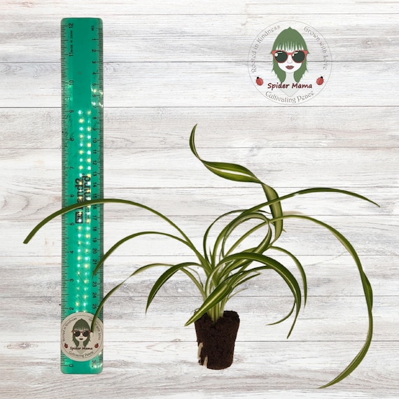 Variegated Spider Plant - Arrive Alive Guarantee - Ships Free!