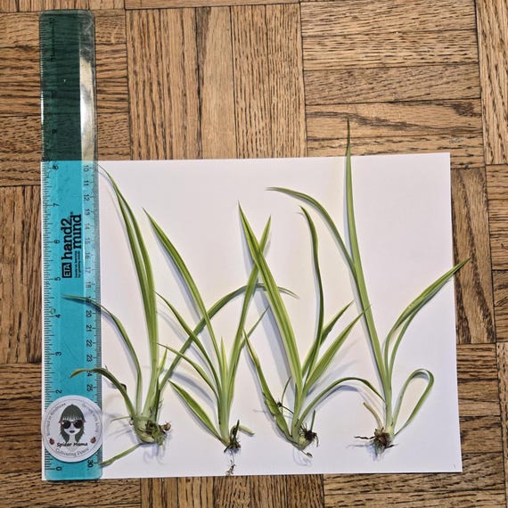 Reverse Spider Plant Babies from My Plant! - Arrive Alive Guarantee