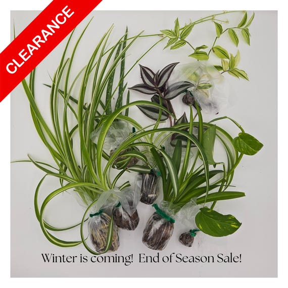 Crazy Plant Person Starter Kit – Cuttings, Spider Plants, or Mixed Variety